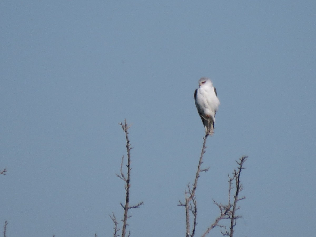 Black-winged Kite - ML613861252