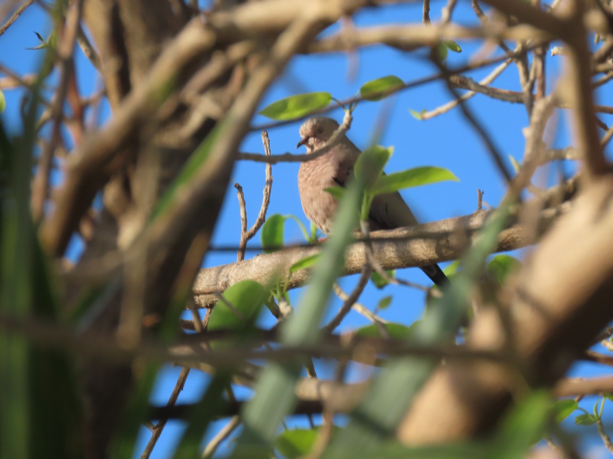 Common Ground Dove - ML613861253