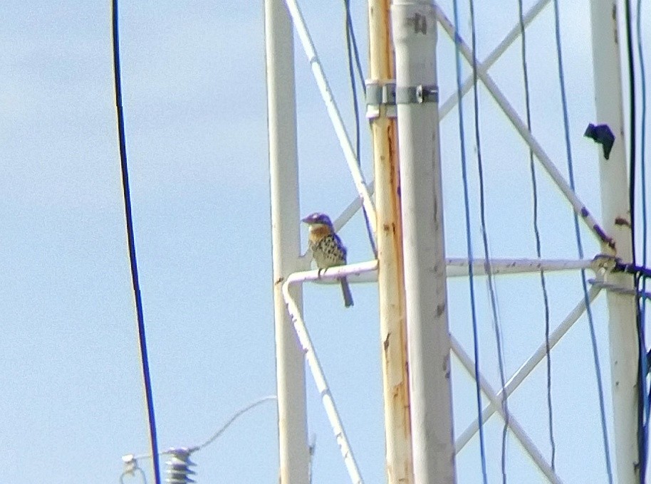 Spot-backed Puffbird (Spot-backed) - ML613861298