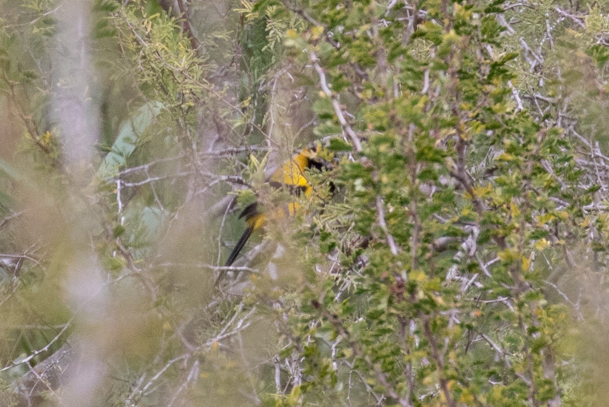 Oriole d'Audubon (graduacauda/audubonii) - ML613861362