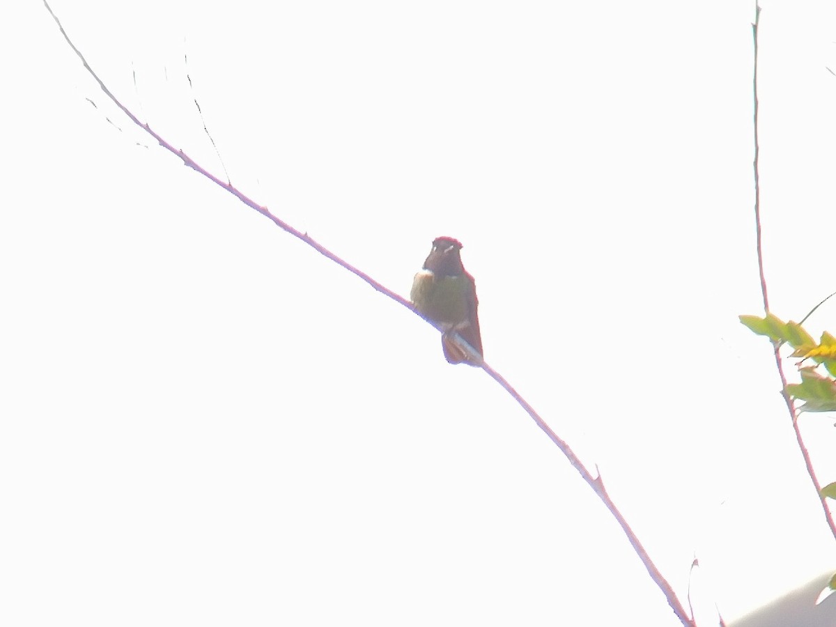 kolibřík krajkový - ML613861363