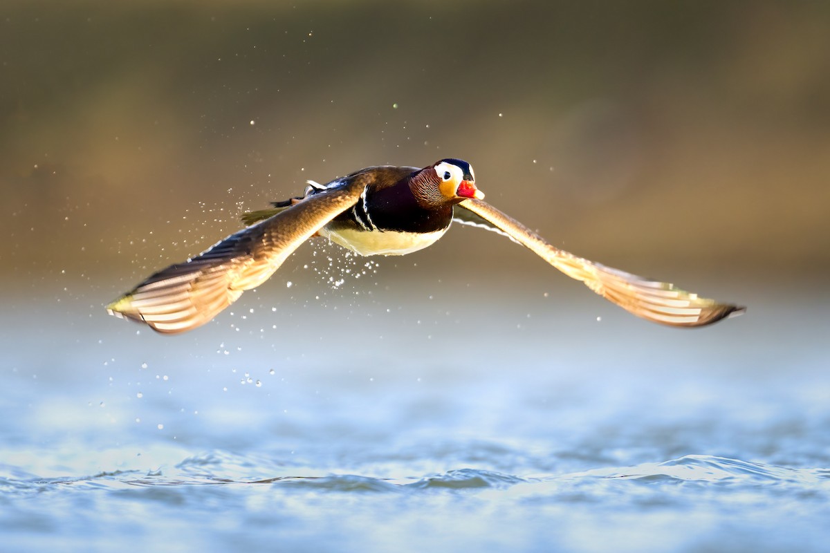 Mandarin Duck - ML613861374