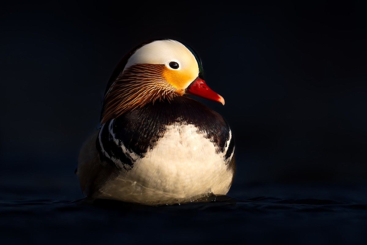 Mandarin Duck - ML613861375