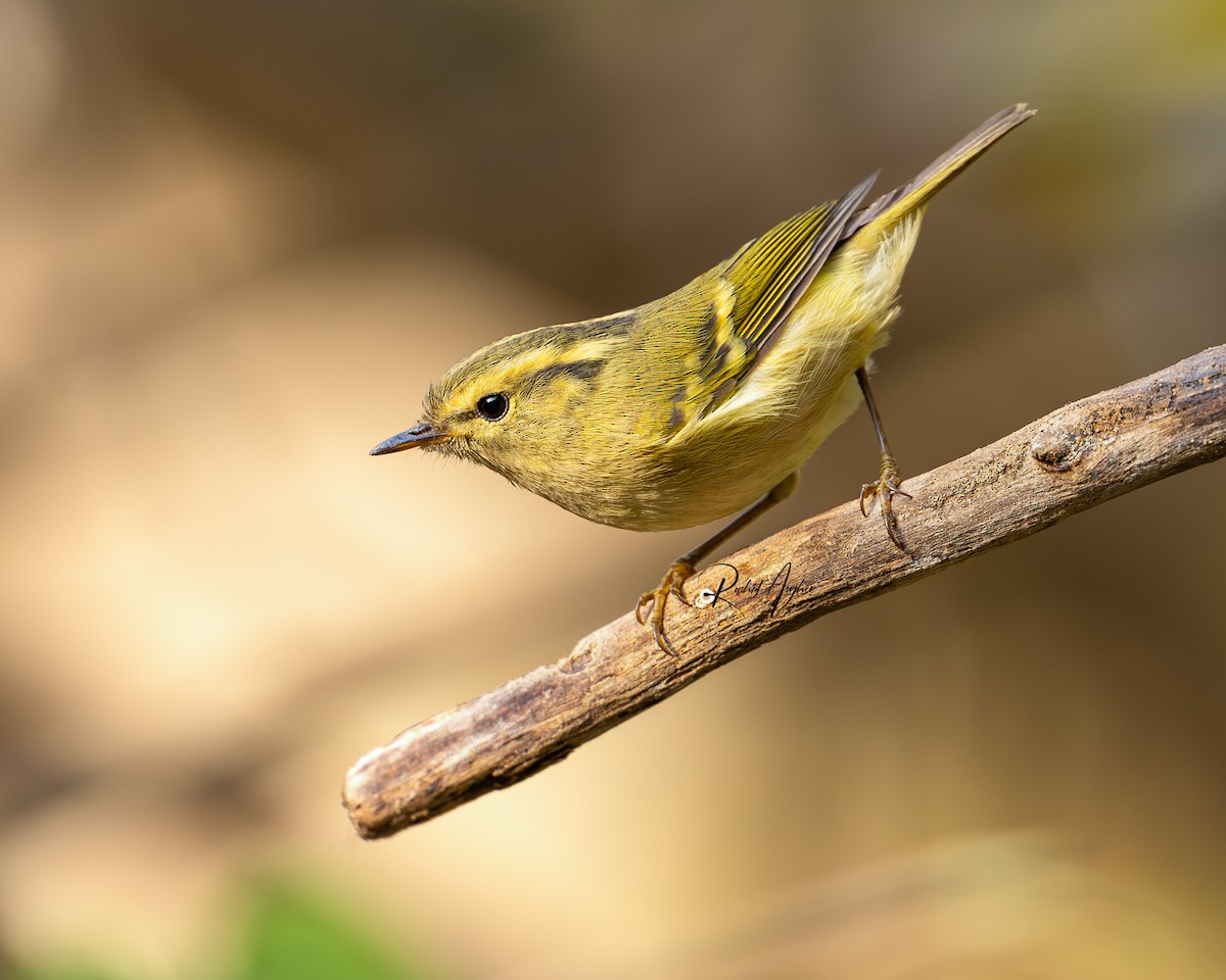 Mosquitero Dorsiclaro - ML613861459