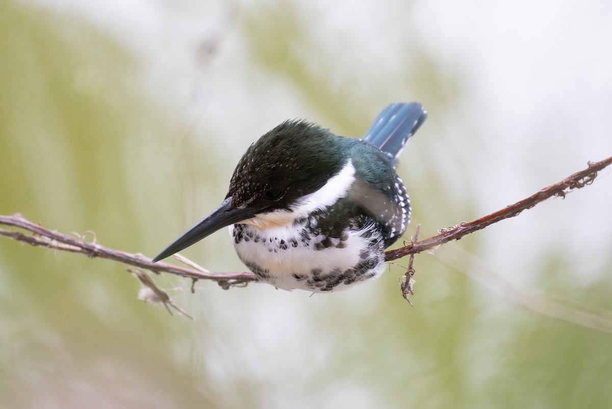 Green Kingfisher - ML613861471