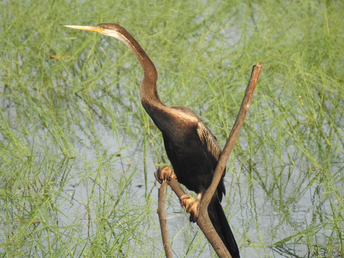 Orient-Schlangenhalsvogel - ML613861483