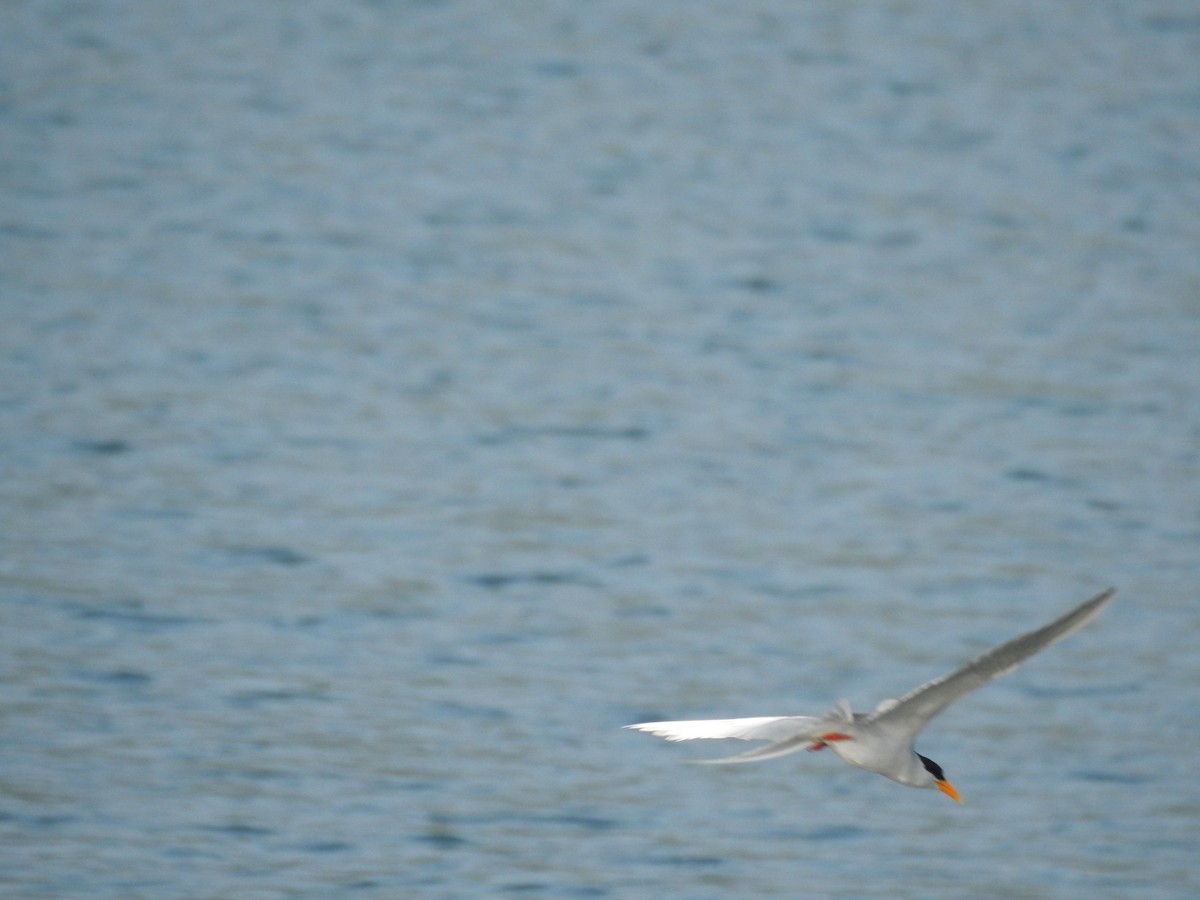 River Tern - ML613861528