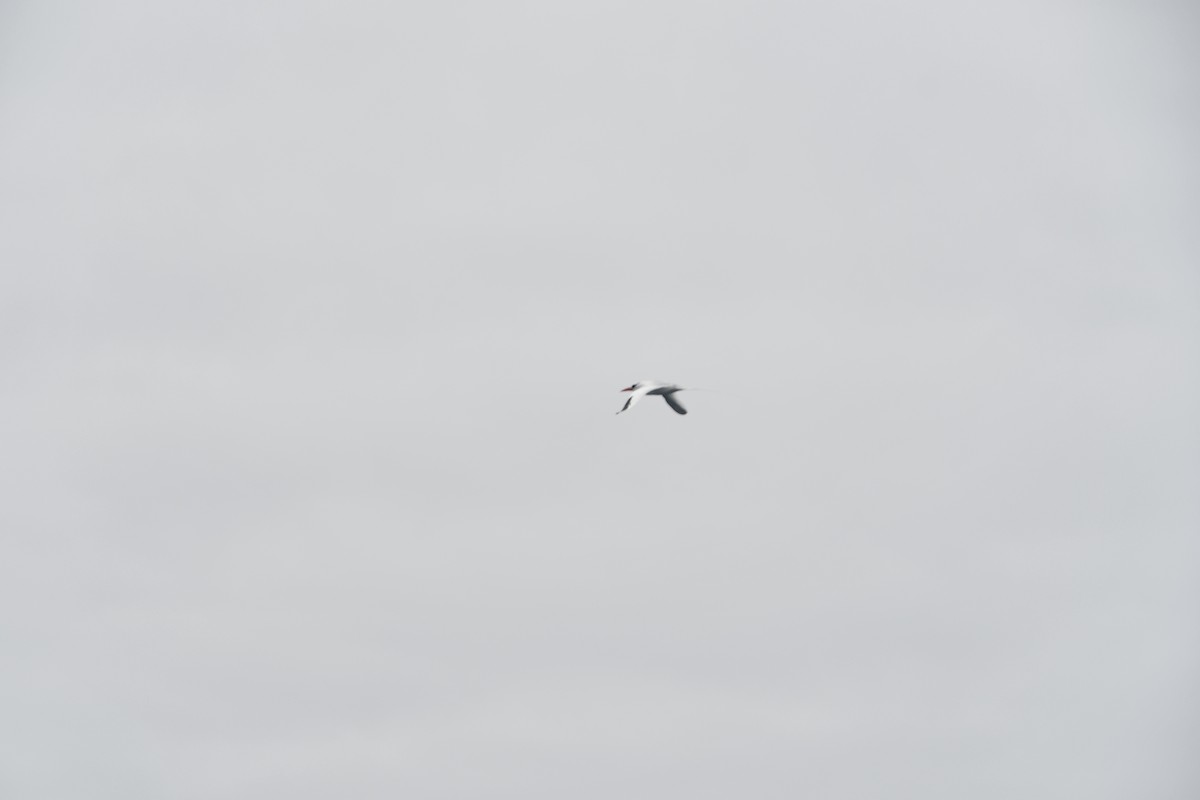 Red-billed Tropicbird - ML613861553