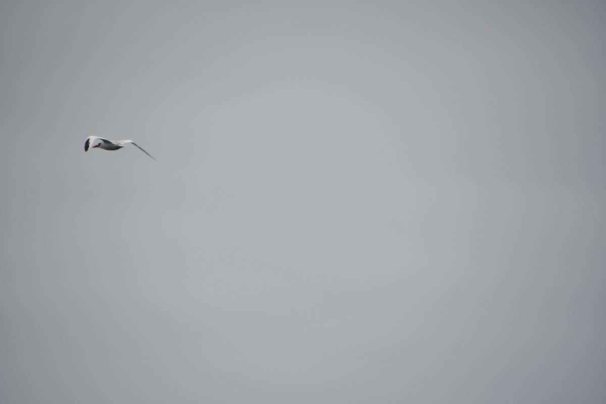 Red-billed Tropicbird - ML613861554