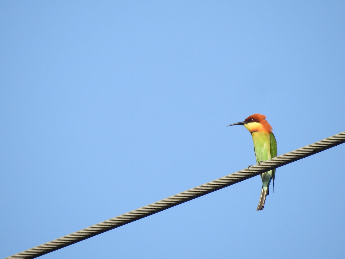 Chestnut-headed Bee-eater - ML613861581