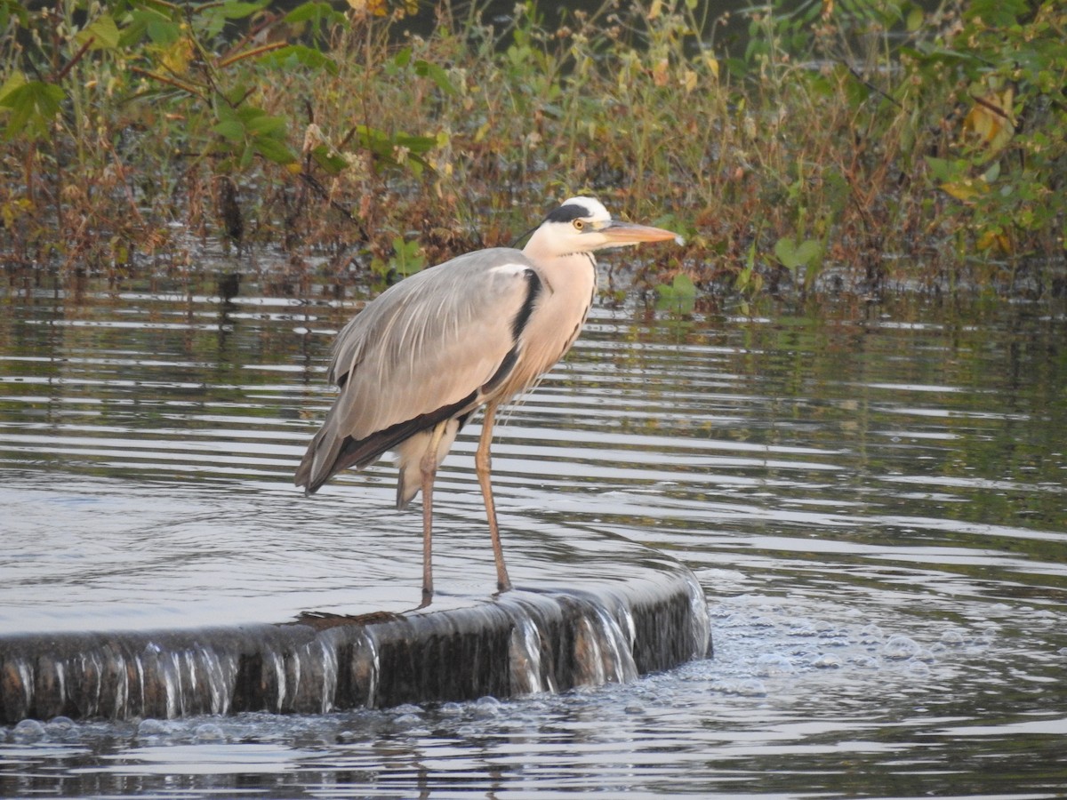 Gray Heron - ML613861655