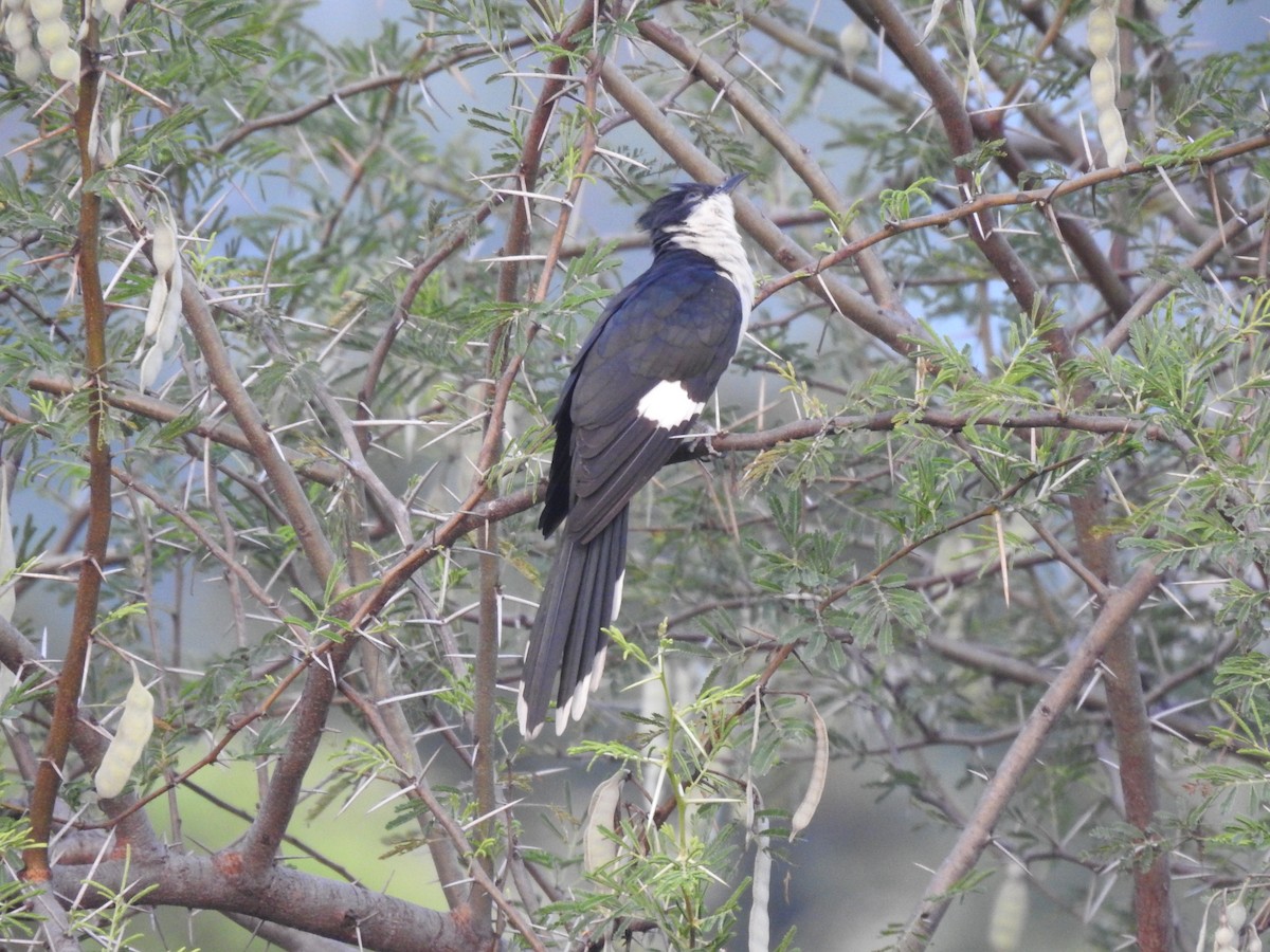 Pied Cuckoo - ML613861683