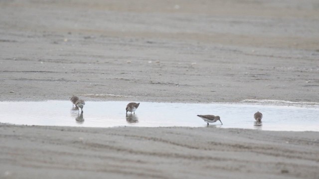 Dunlin - ML613861698