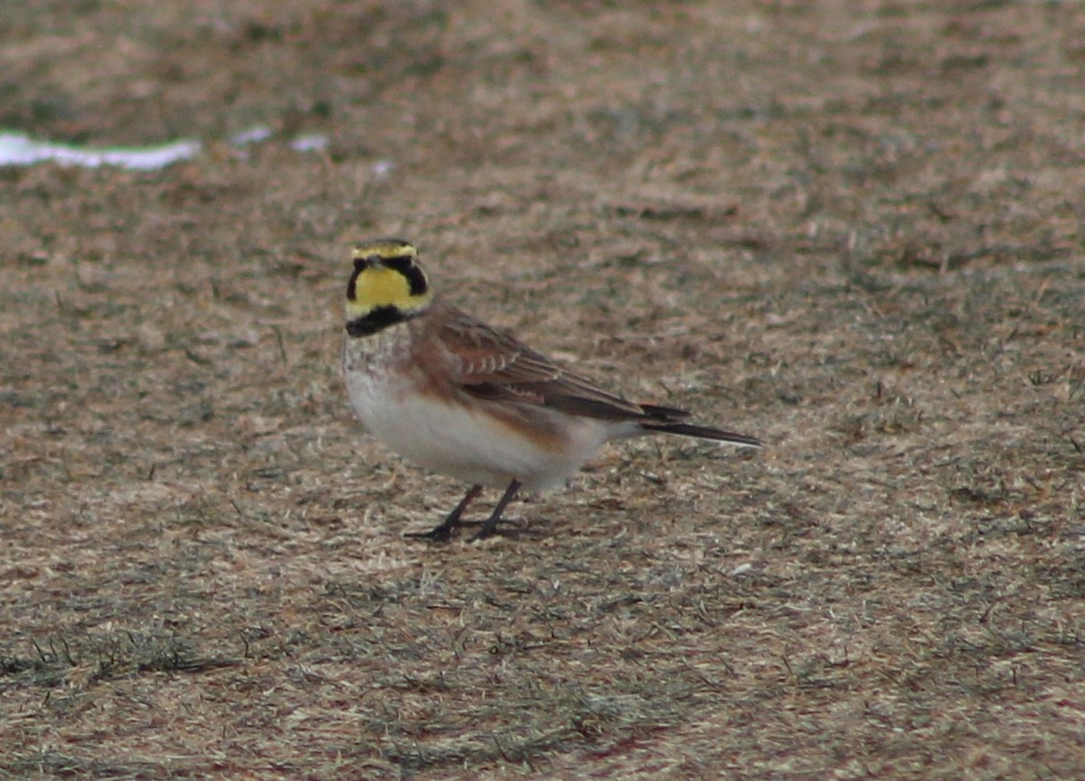 Horned Lark - ML613861739