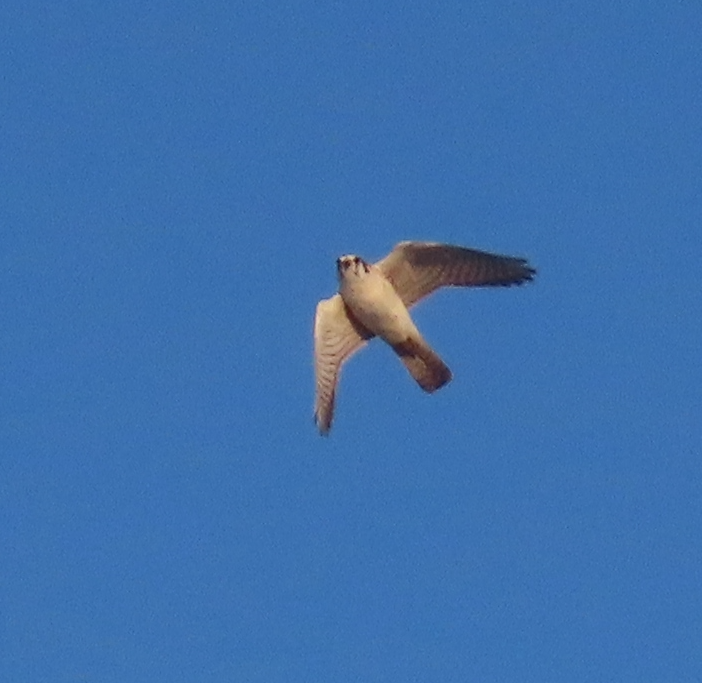 American Kestrel - ML613861758