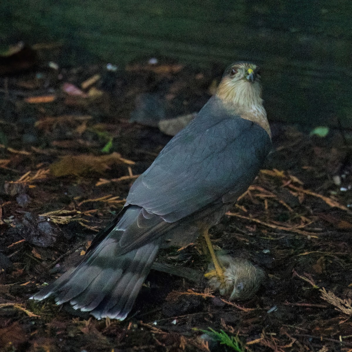 Sharp-shinned Hawk - ML613861774