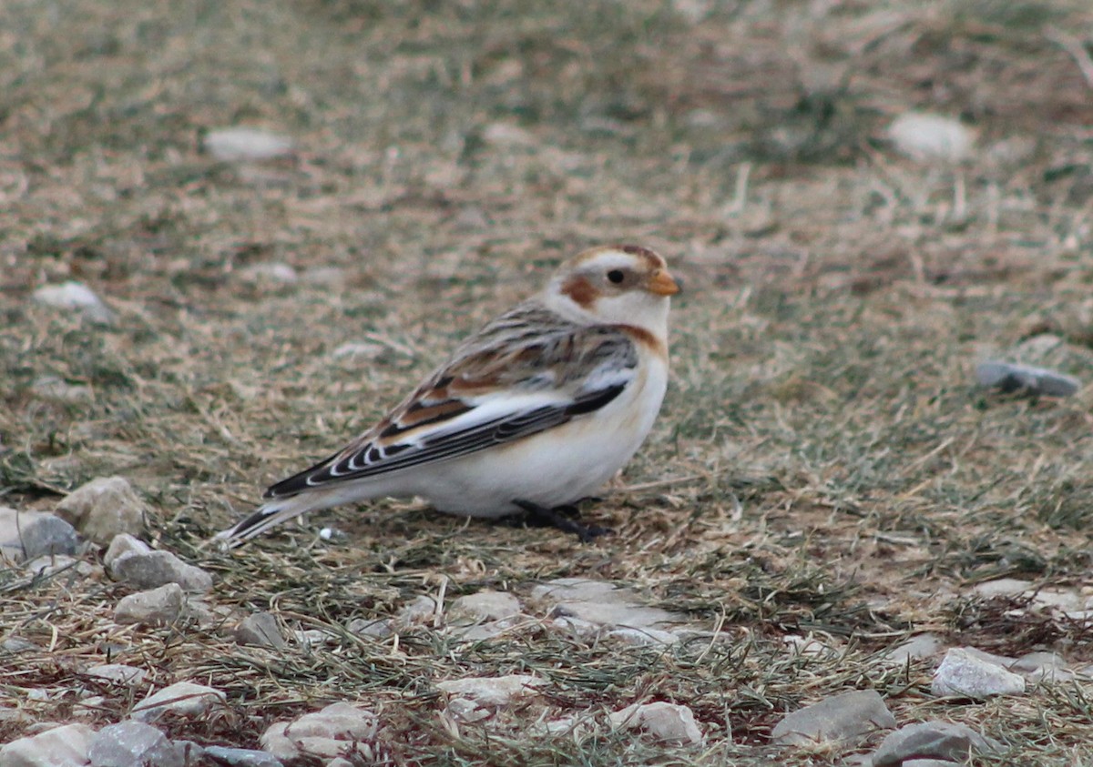 Snow Bunting - ML613861785