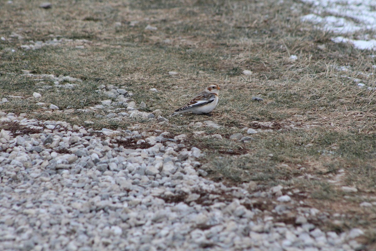 Snow Bunting - ML613861786