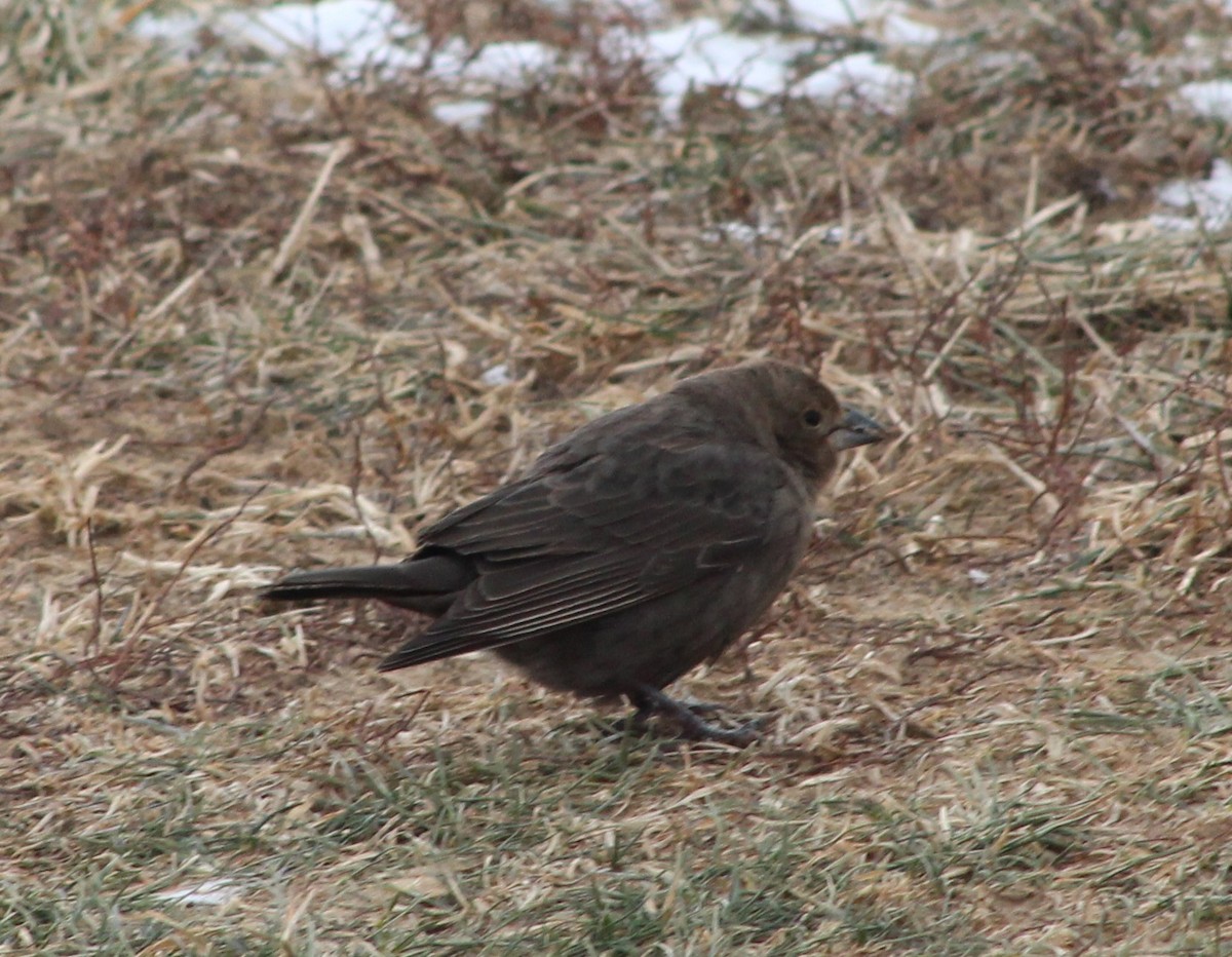 Brown-headed Cowbird - ML613861793