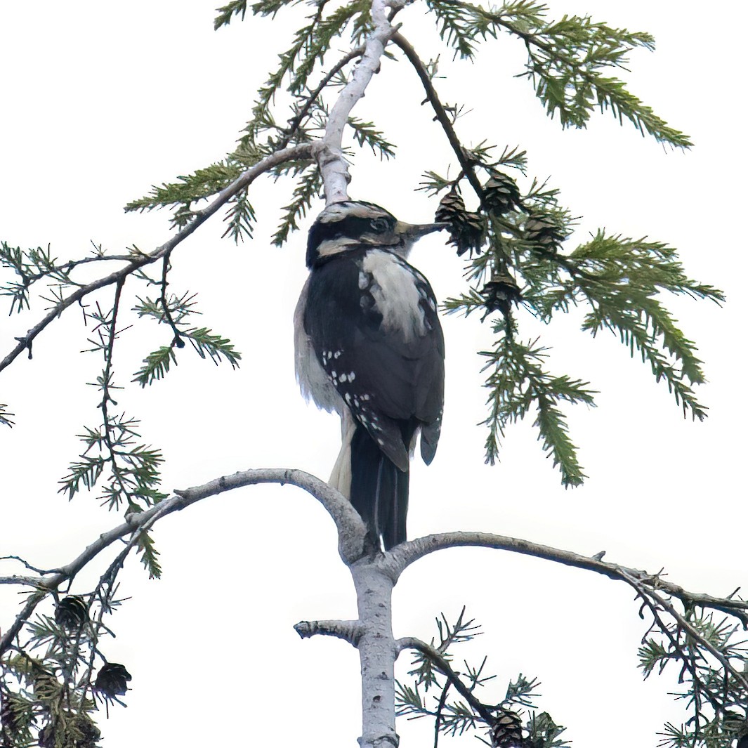 Hairy Woodpecker - ML613861813