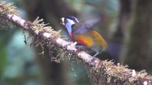 Toucan Barbet - ML613861849