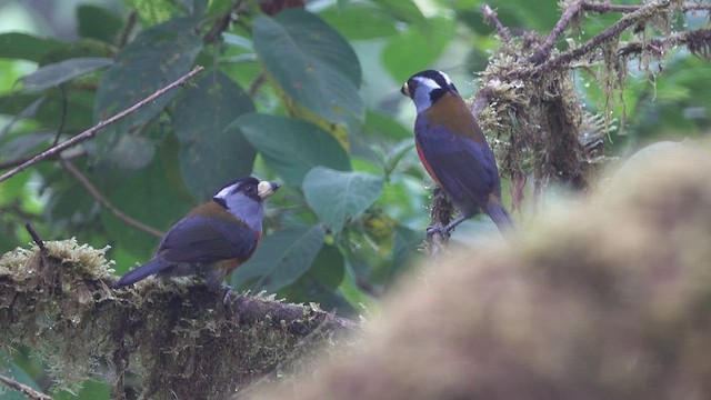 Toucan Barbet - ML613861850