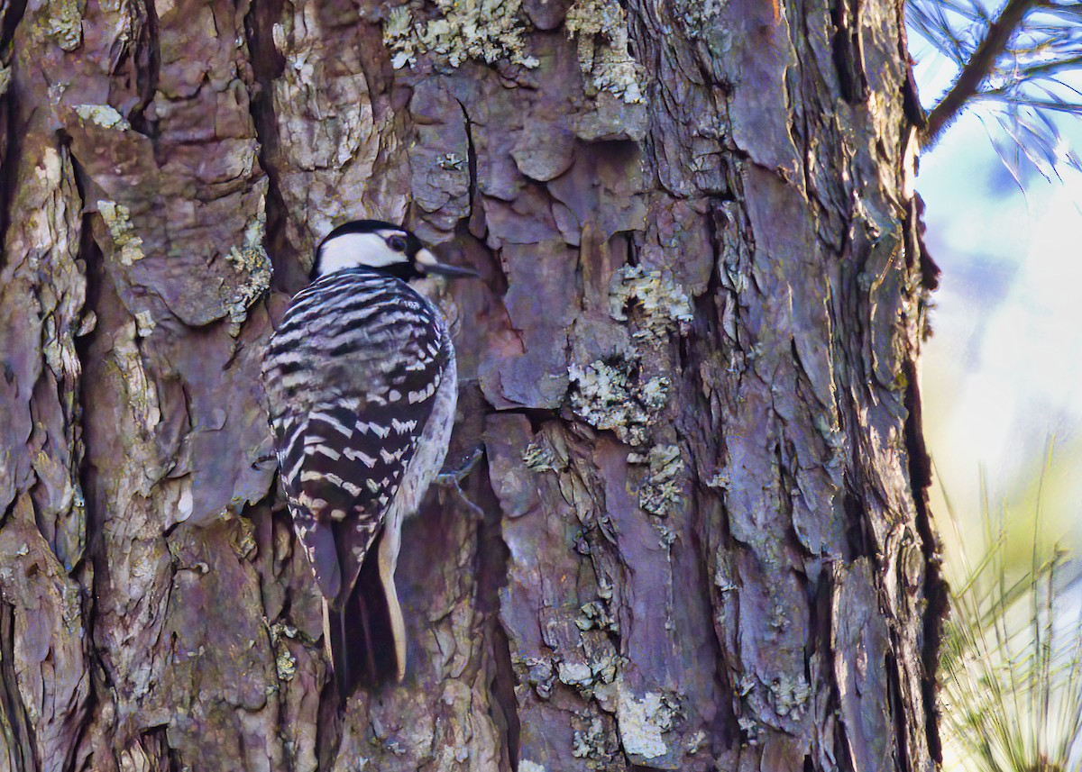 Red-cockaded Woodpecker - ML613861869