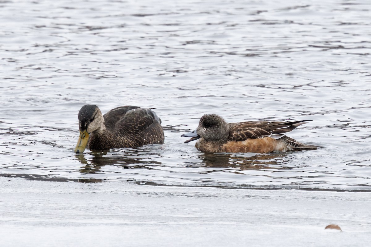 American Wigeon - ML613861872
