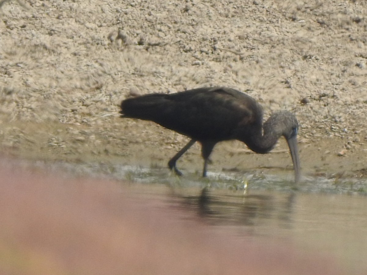 bronseibis - ML613861908