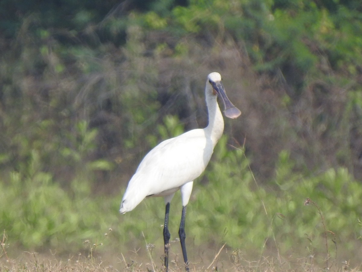 Espátula Común - ML613861936