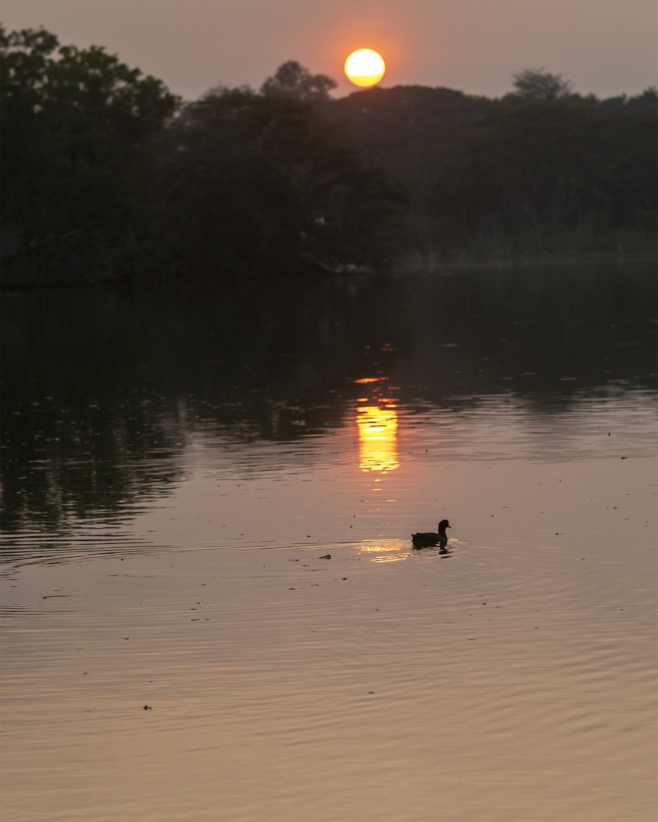 Eurasian Coot - ML613861977