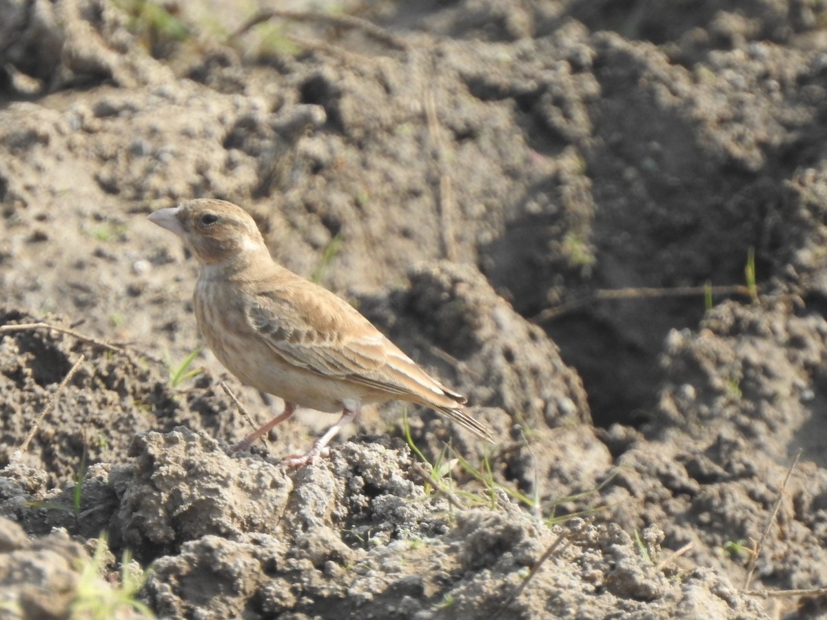 Ashy-crowned Sparrow-Lark - ML613861980