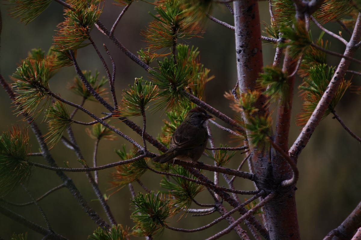 Green-tailed Towhee - ML613862105