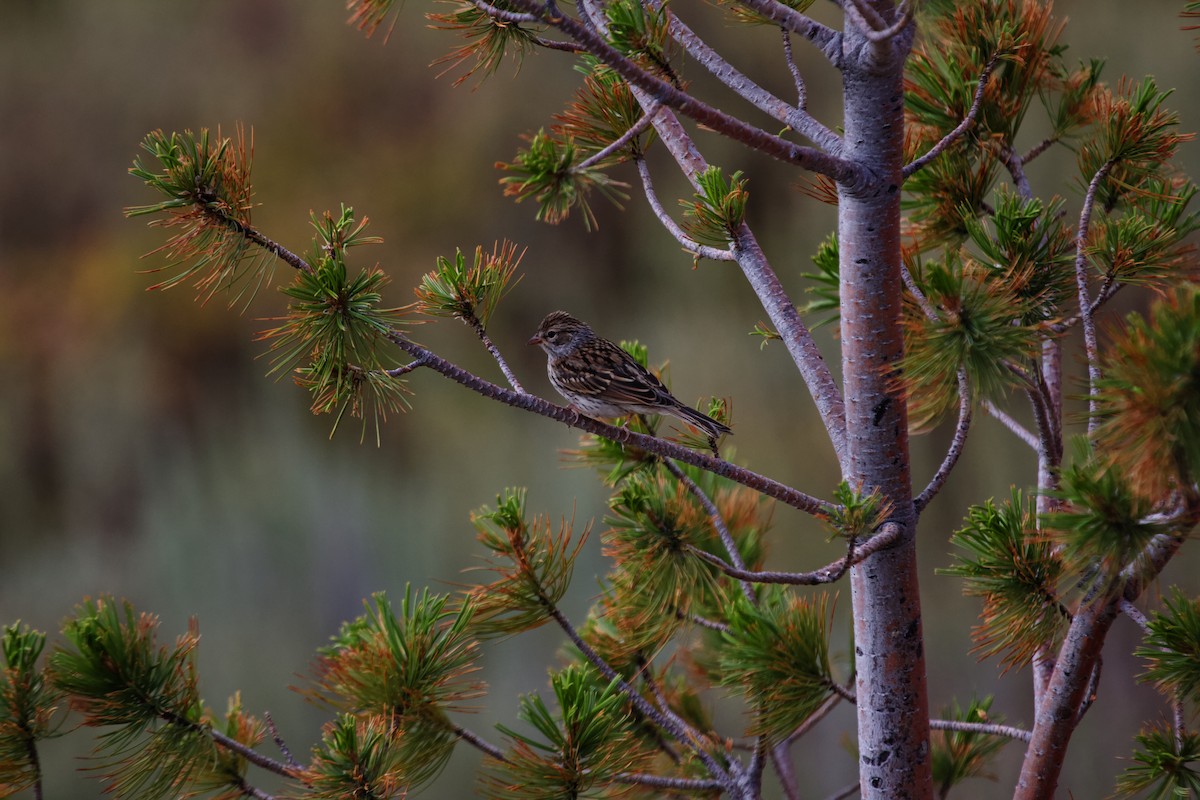 Chipping Sparrow - ML613862117