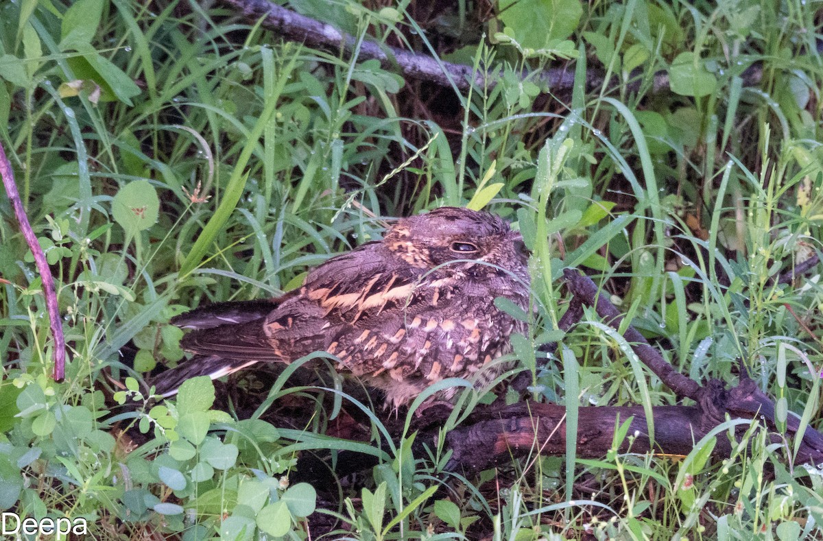 Indian Nightjar - ML613862143