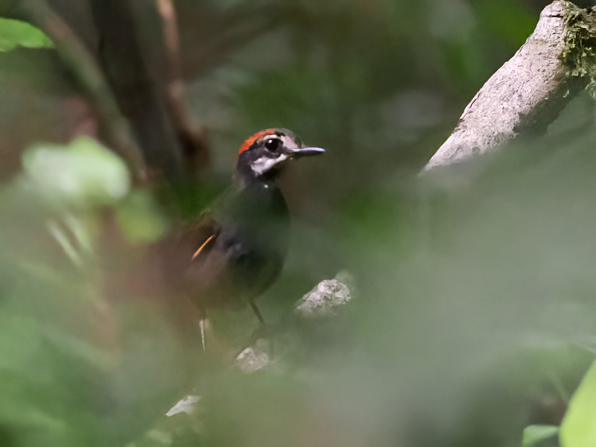 Rufous-capped Antthrush - ML613862163