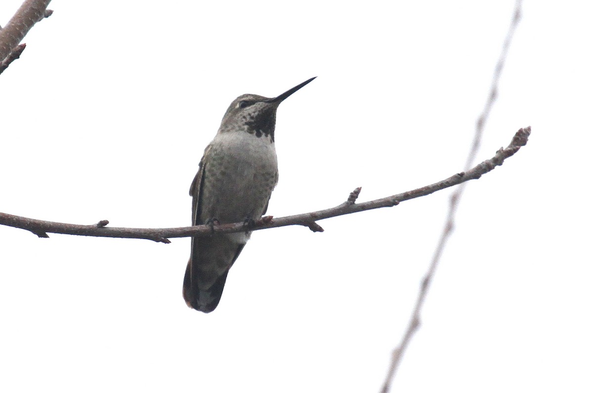 Anna's Hummingbird - ML613862168