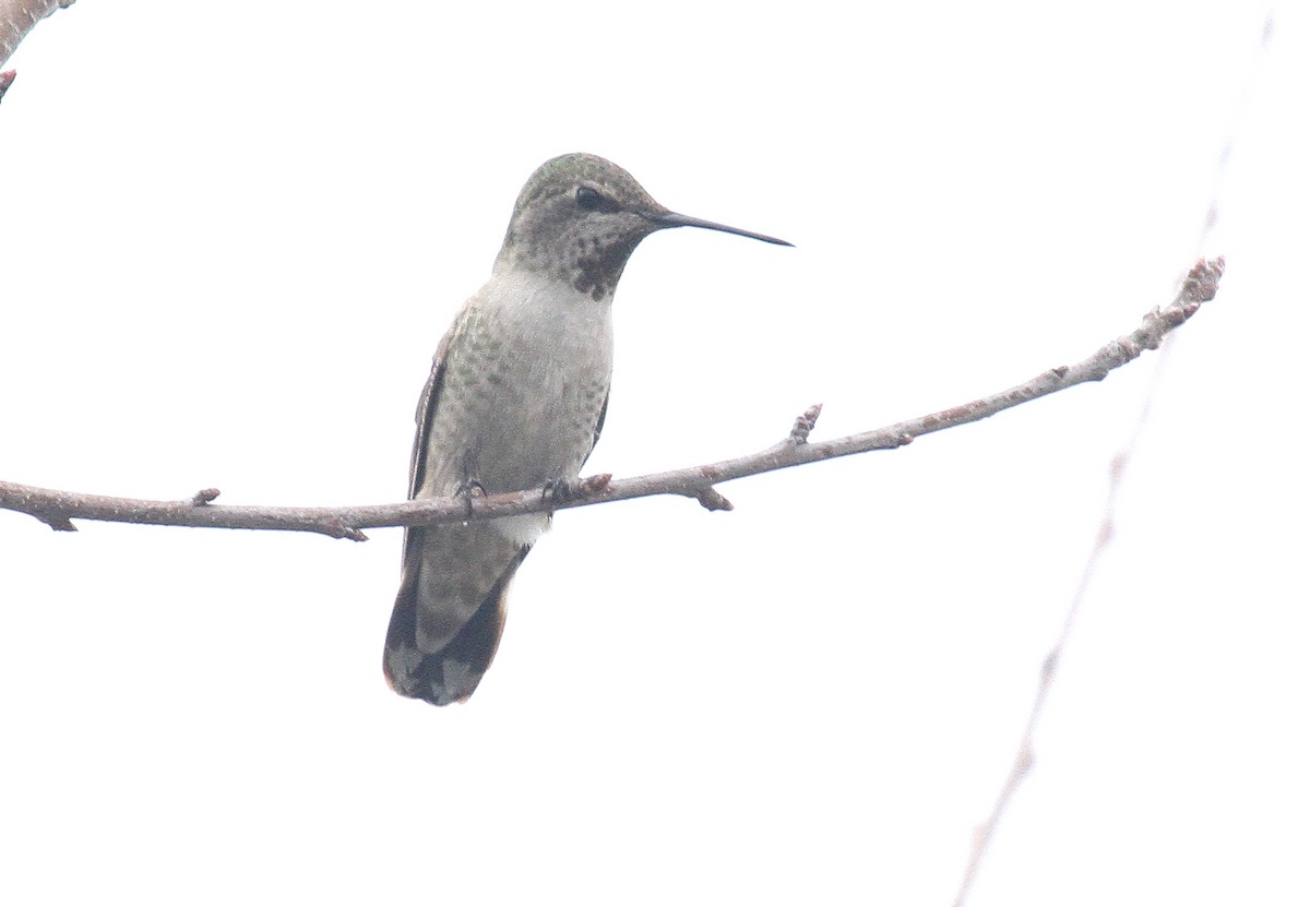 Anna's Hummingbird - ML613862169