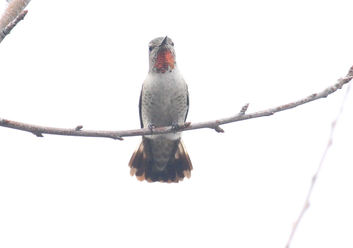 Anna's Hummingbird - ML613862170