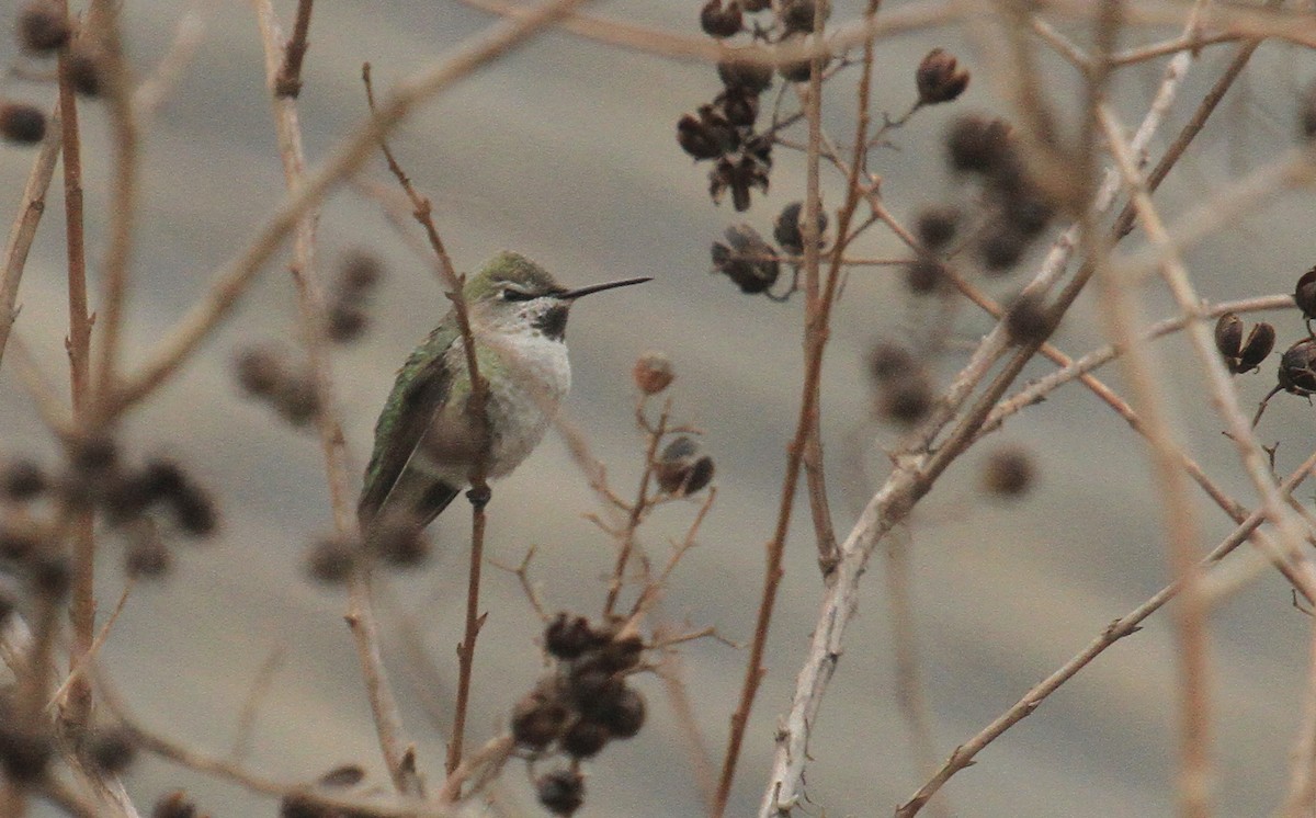 Anna's Hummingbird - ML613862171