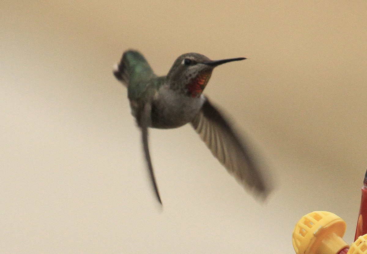 Anna's Hummingbird - ML613862172