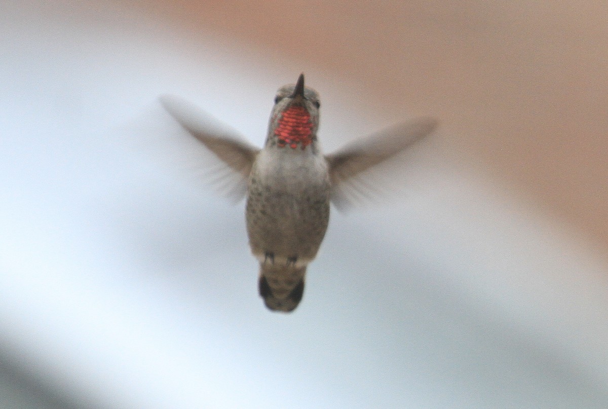 Anna's Hummingbird - ML613862173