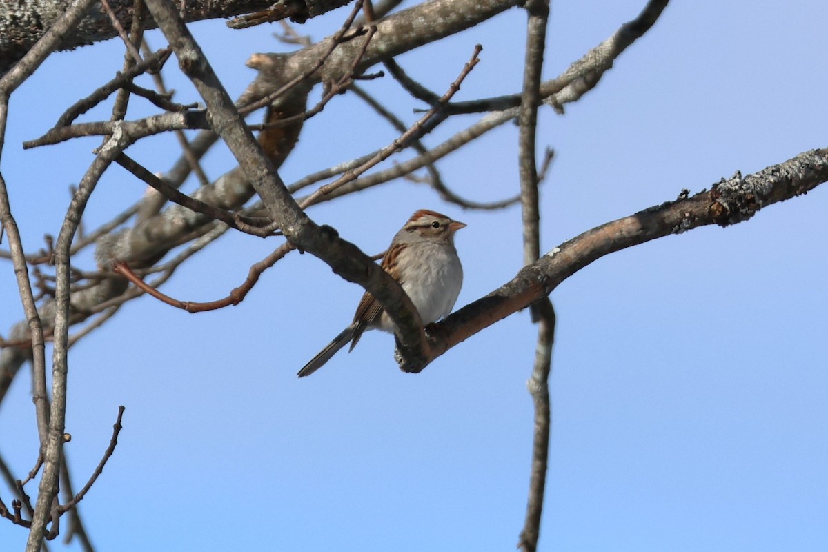 Chipping Sparrow - David Nelson