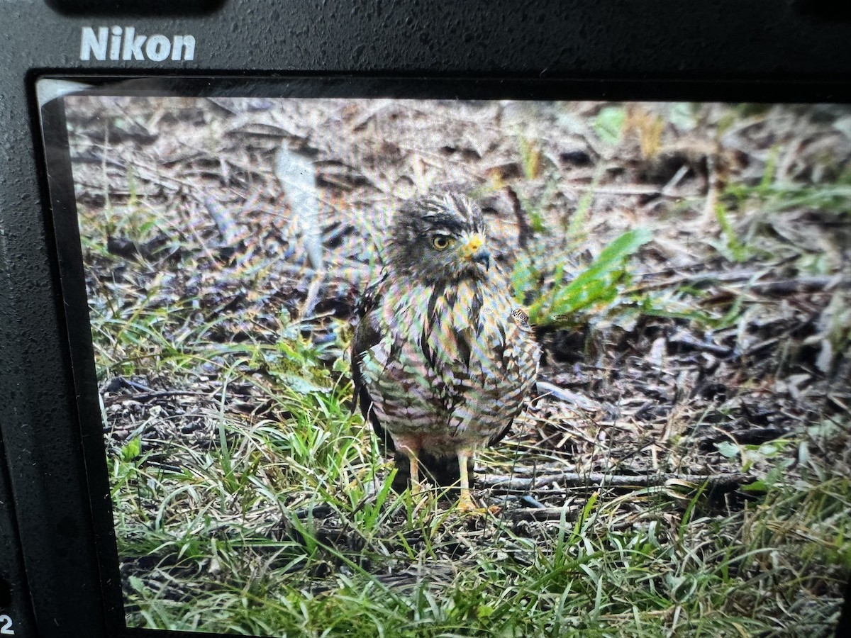 Roadside Hawk - Jeff Lemons