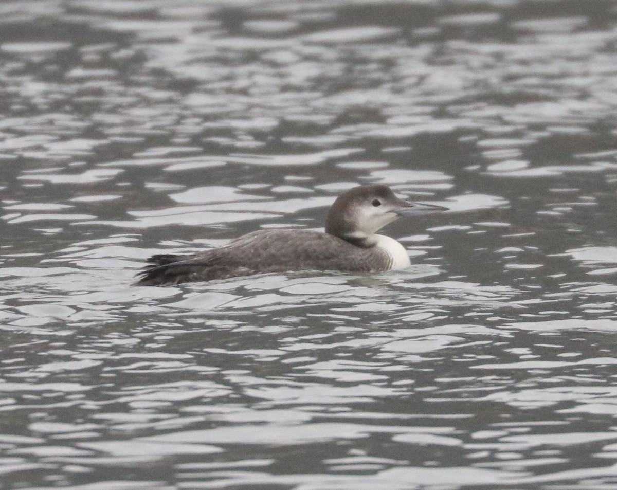 Common Loon - Bobby Brown