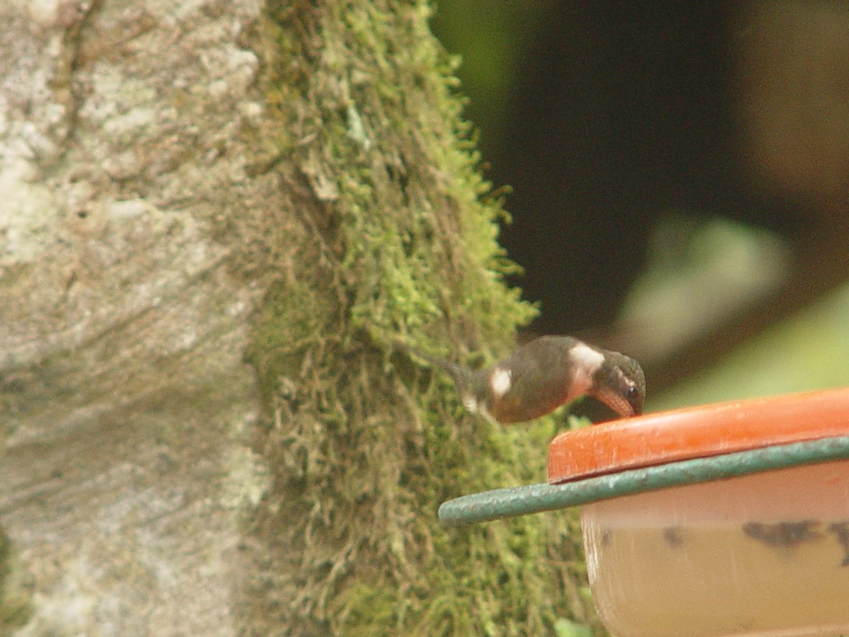 Colibrí de Mitchell - ML613862467