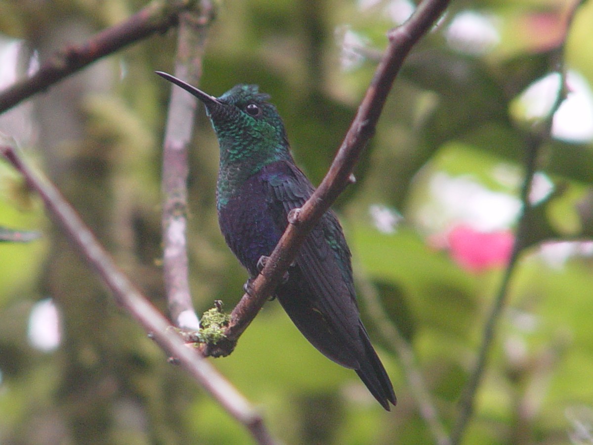 kolibřík vidloocasý - ML613862473
