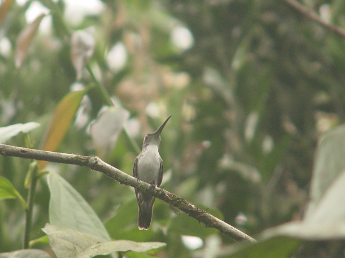 kolibřík andský - ML613862482