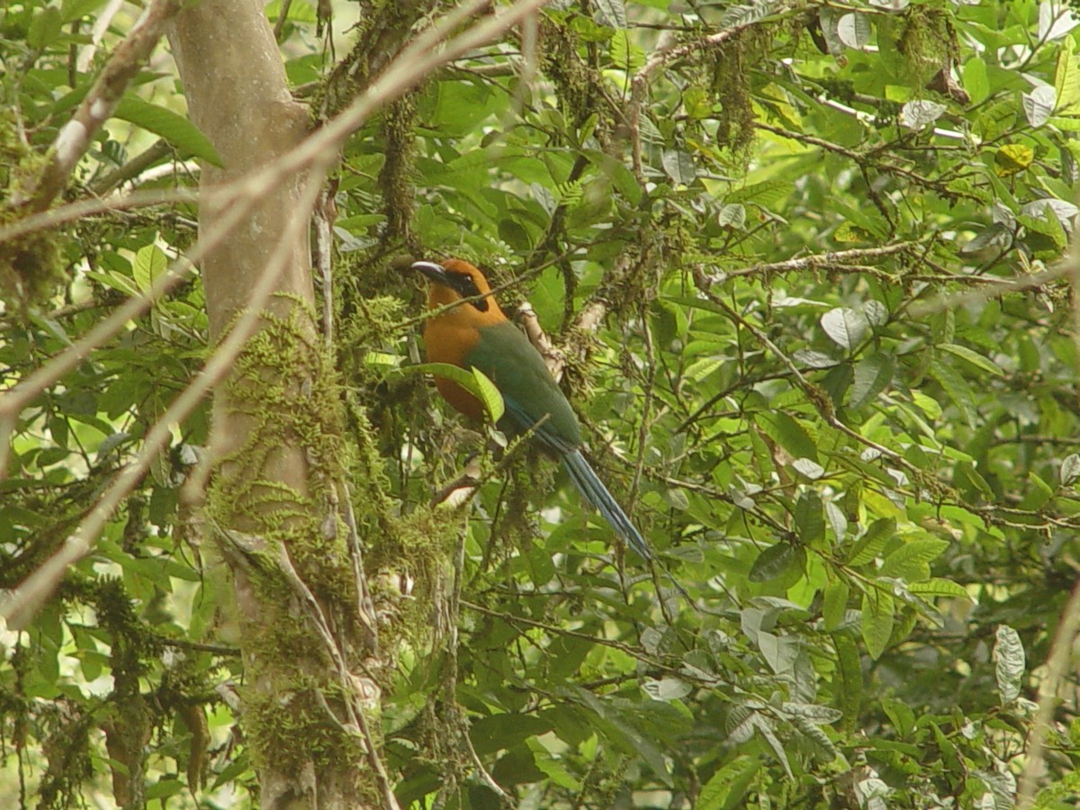 Rufous Motmot - ML613862486