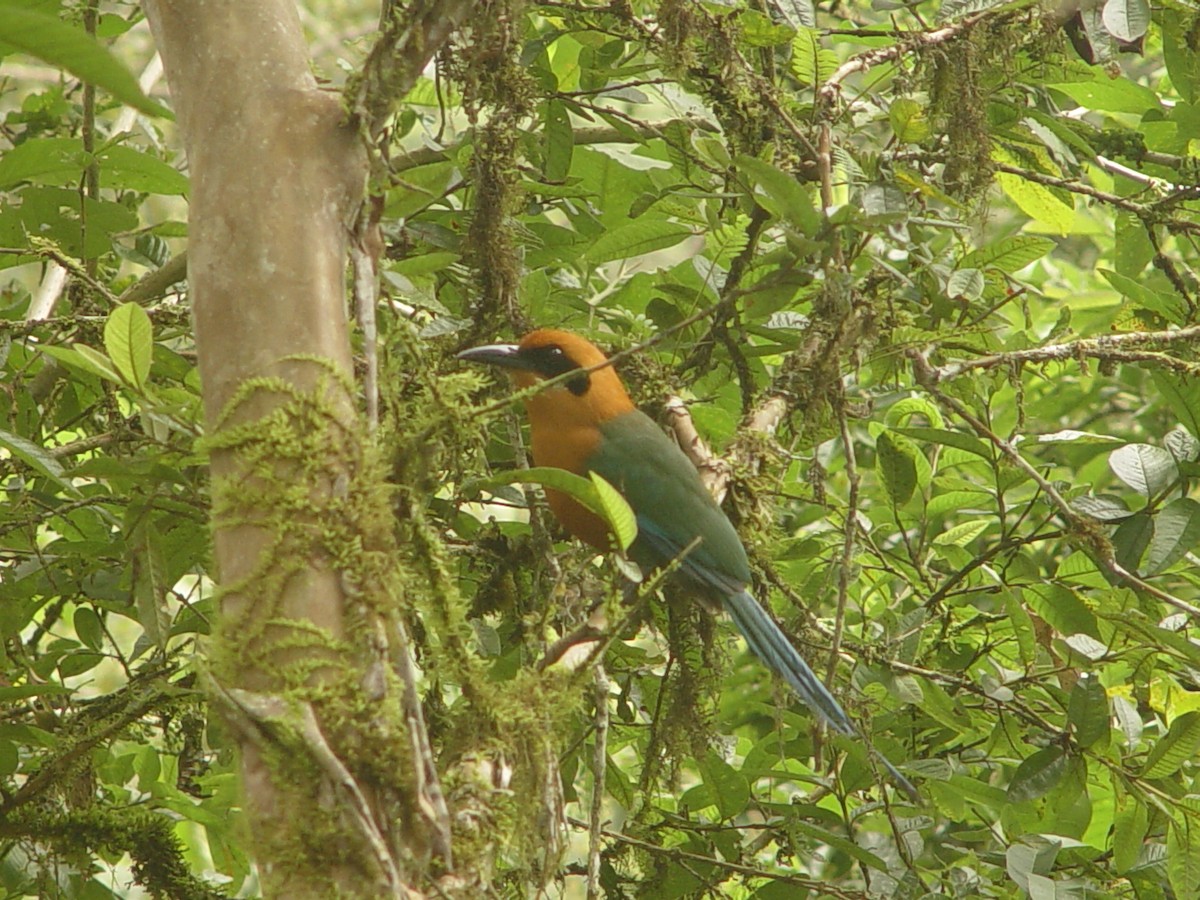 Rufous Motmot - Frank Dietze